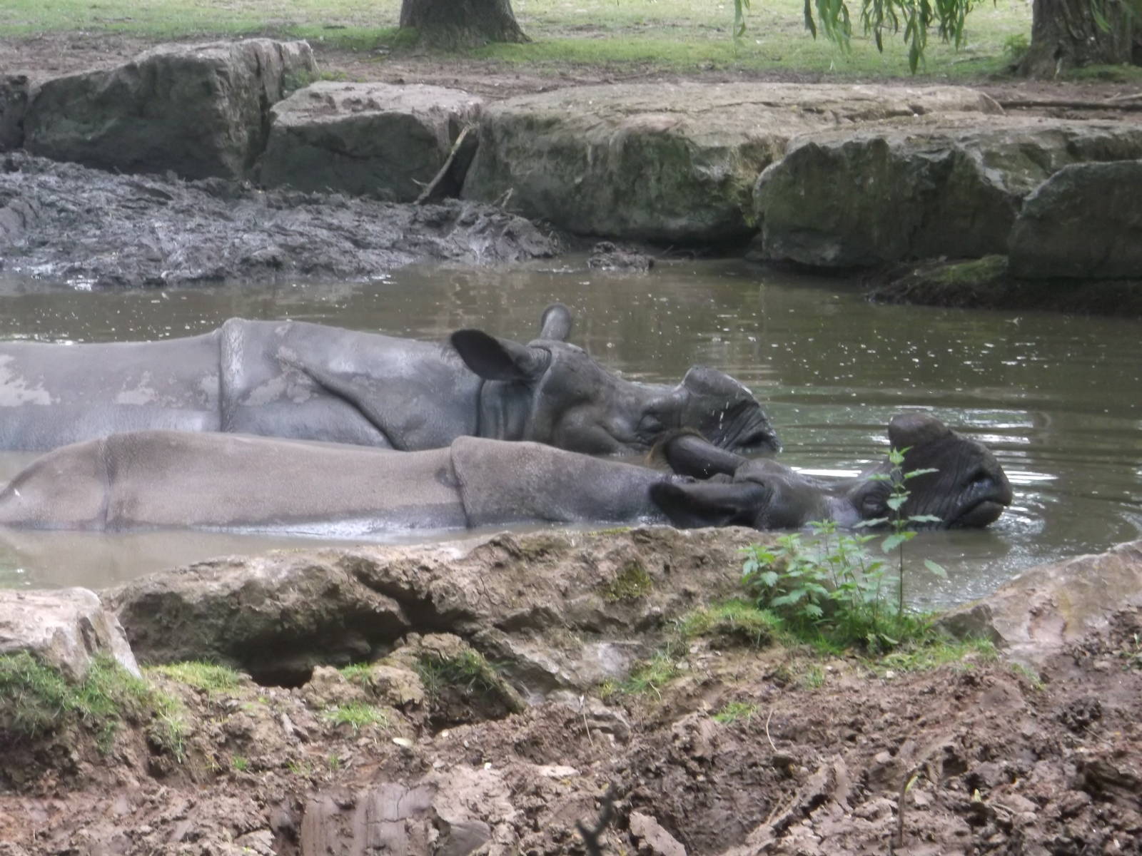 Indian Rhinoceros Bathing, Chester, 6/7/2013