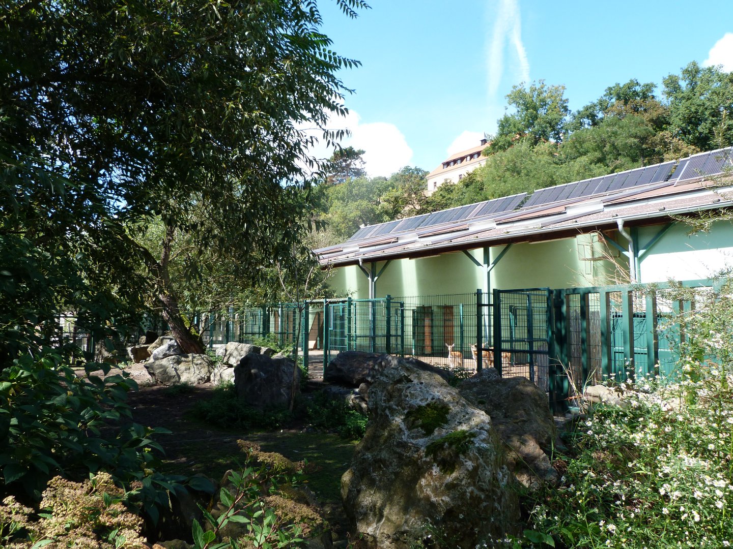 Indian rhinoceros, Blackbuck and Javan rusa exhibit and house -Zoo Plzeň (2025)