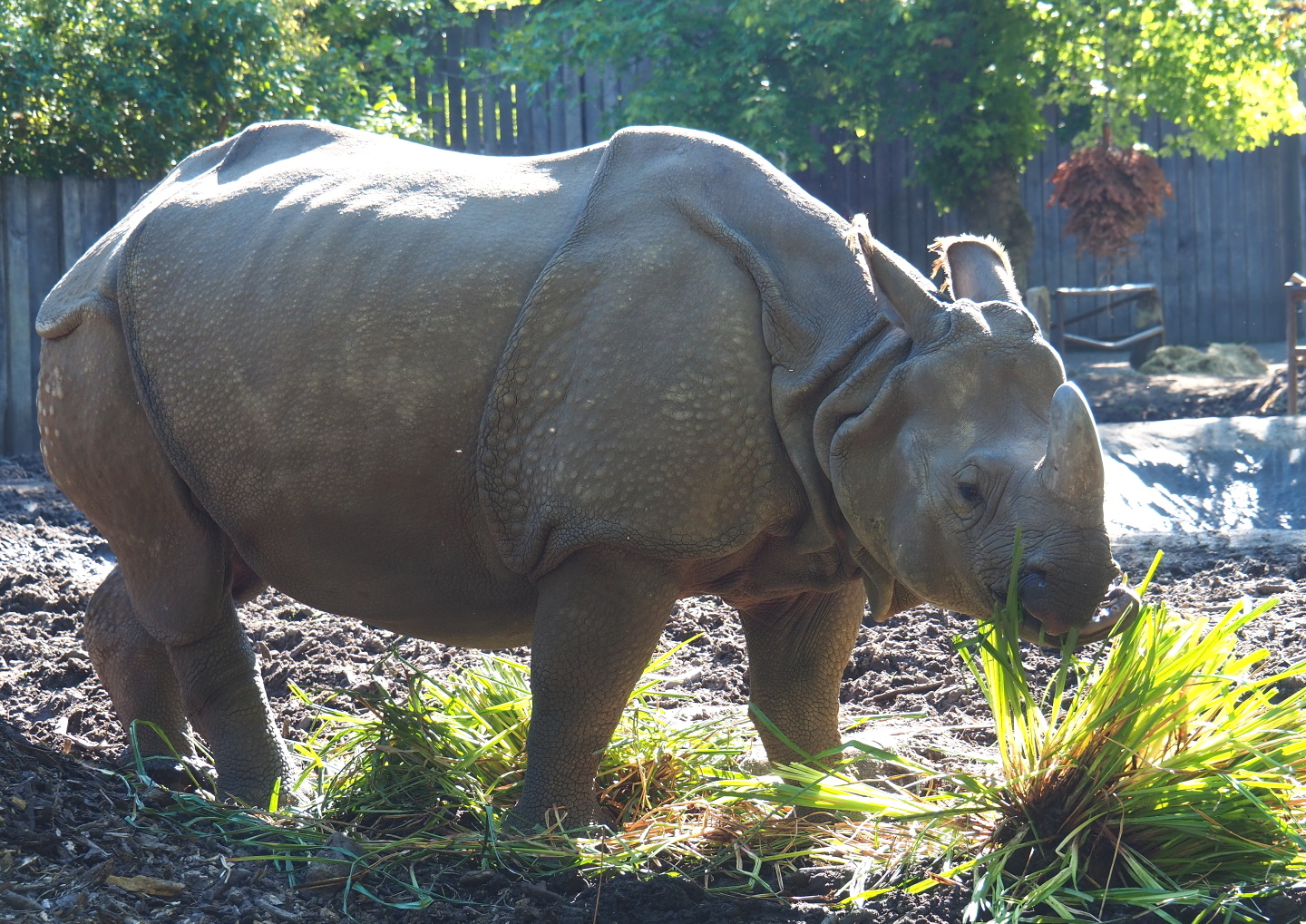 Indian rhinoceros breeding cow Karamat (Rhinoceros unicornis), 2021-06-01