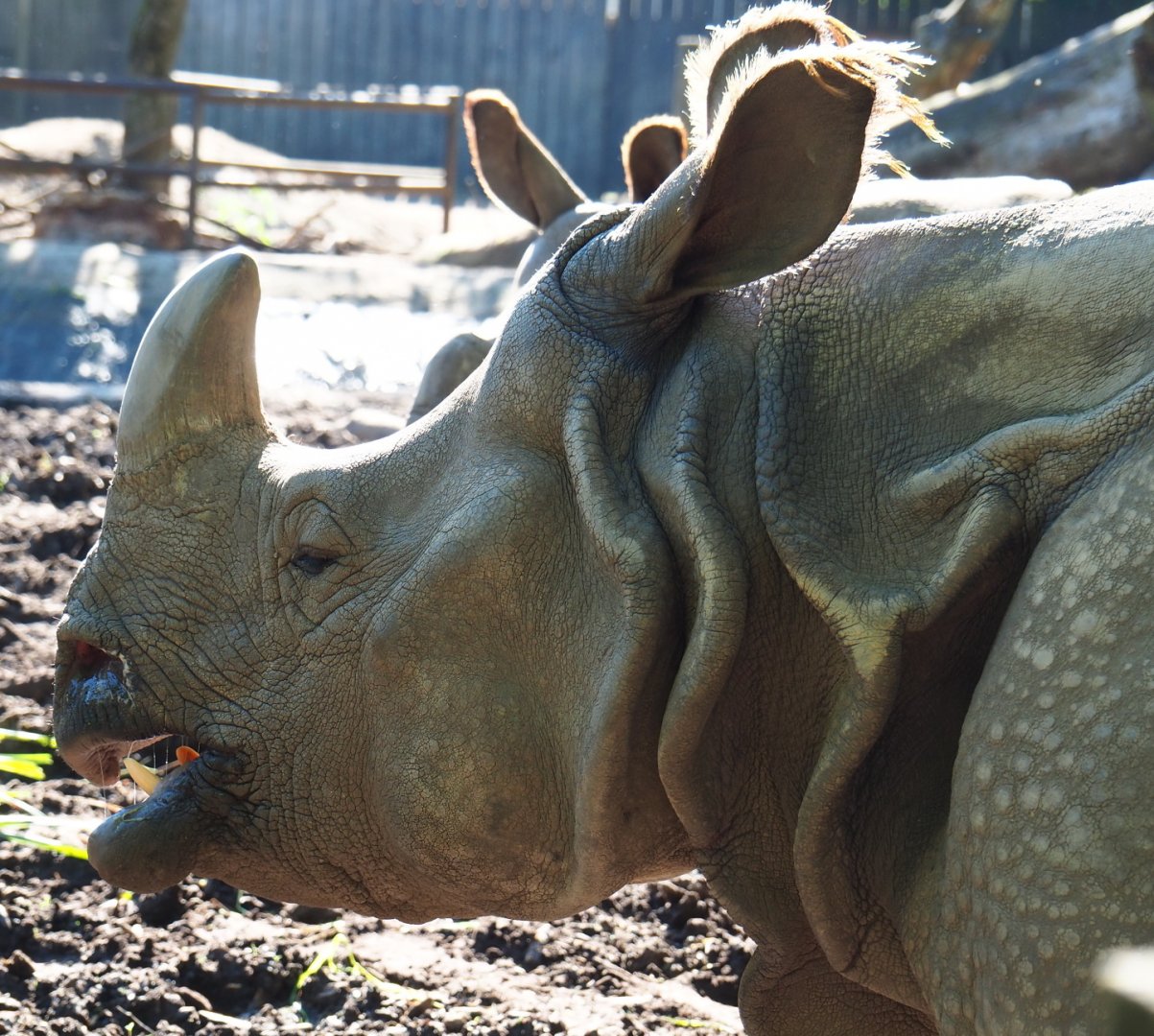 Indian rhinoceros breeding cow Karamat (Rhinoceros unicornis), 2021-06-01