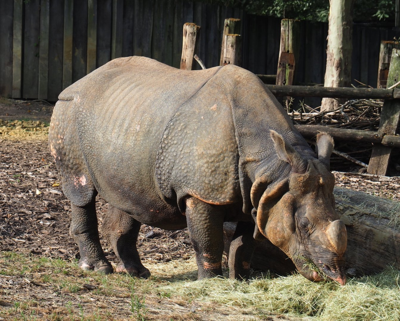 Indian rhinoceros bull Gujarat (Rhinoceros unicornis), 2020-08-15