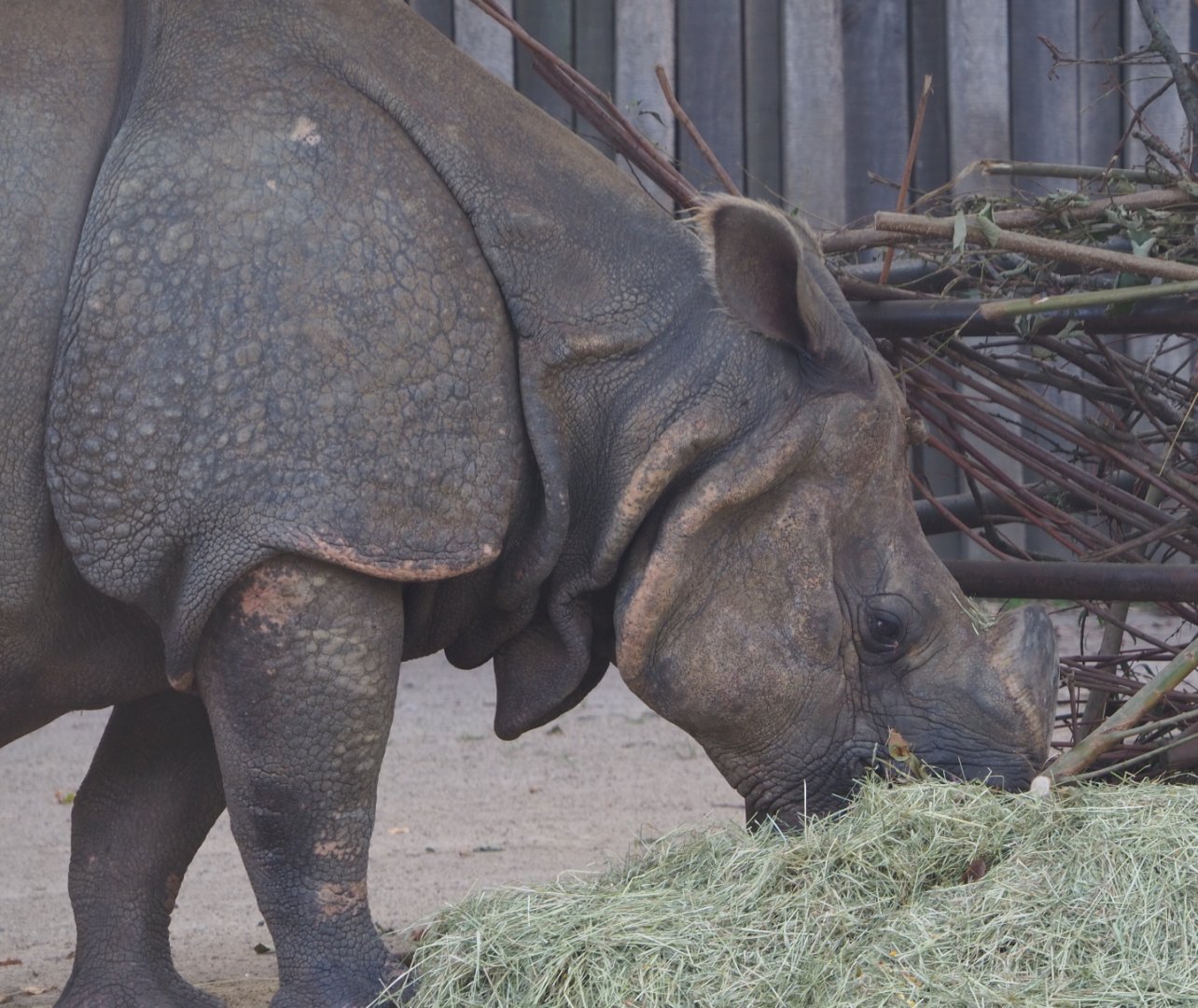 Indian rhinoceros bull Gujarat (Rhinoceros unicornis), 2020-09-16