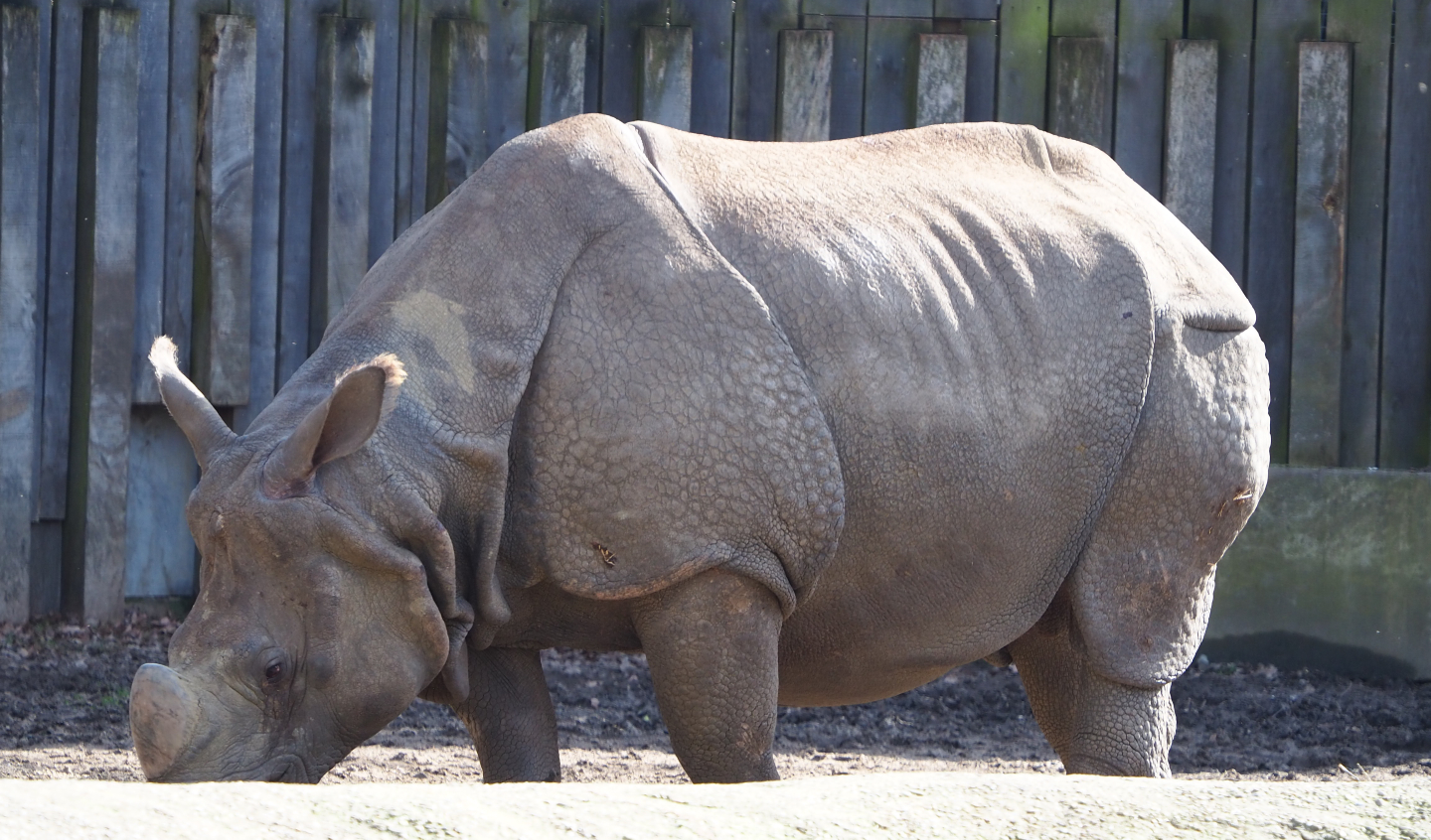 Indian rhinoceros bull Gujarat (Rhinoceros unicornis), 2021-02-23