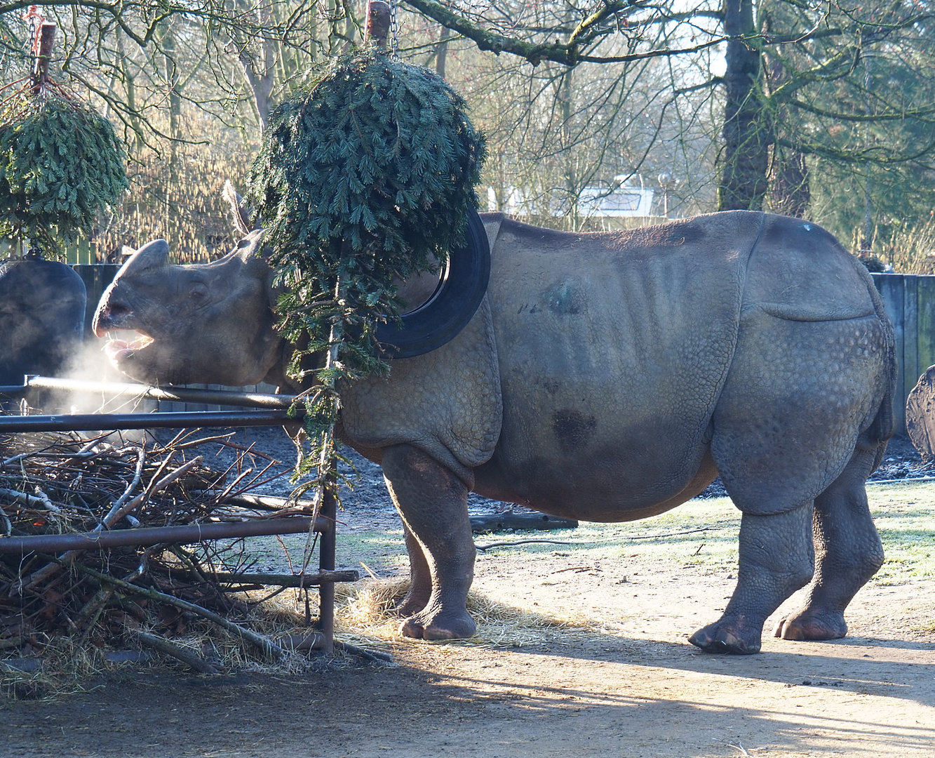 Indian rhinoceros bull Gujarat (Rhinoceros unicornis), 2022-02-12