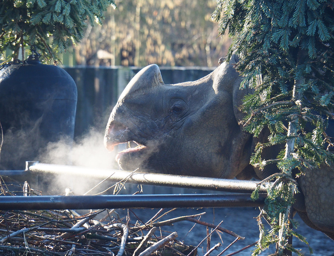 Indian rhinoceros bull Gujarat (Rhinoceros unicornis), 2022-02-12