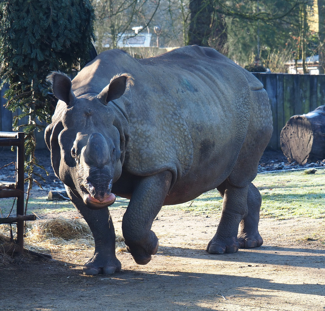 Indian rhinoceros bull Gujarat (Rhinoceros unicornis), 2022-02-12