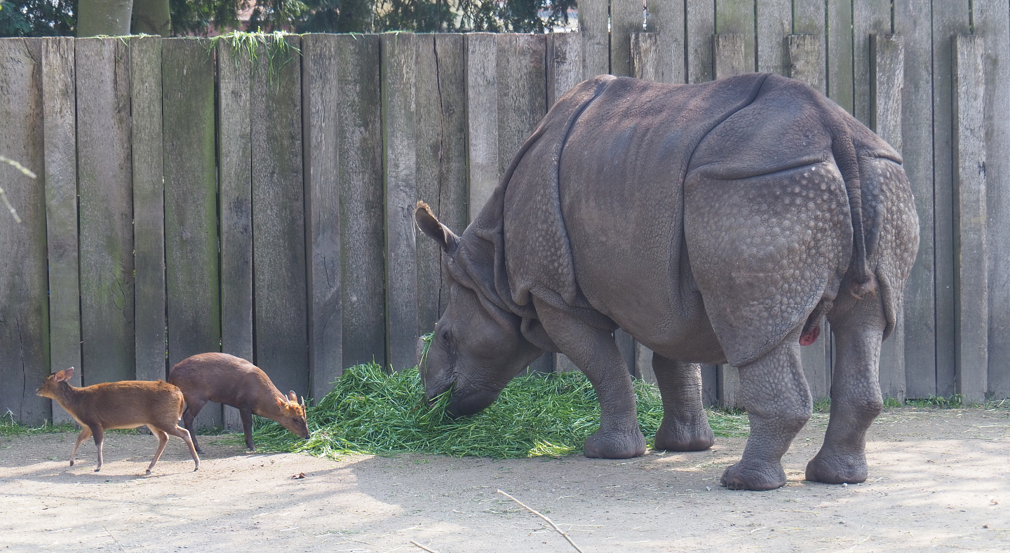 Indian rhinoceros bull Gujarat (Rhinoceros unicornis) and Reeves' muntjacs (Muntiacus reevesi), 2021-04-20