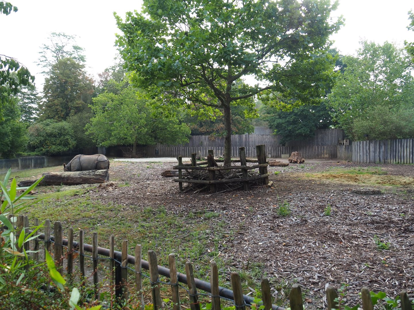Indian rhinoceros bull paddock, 2020-08-15