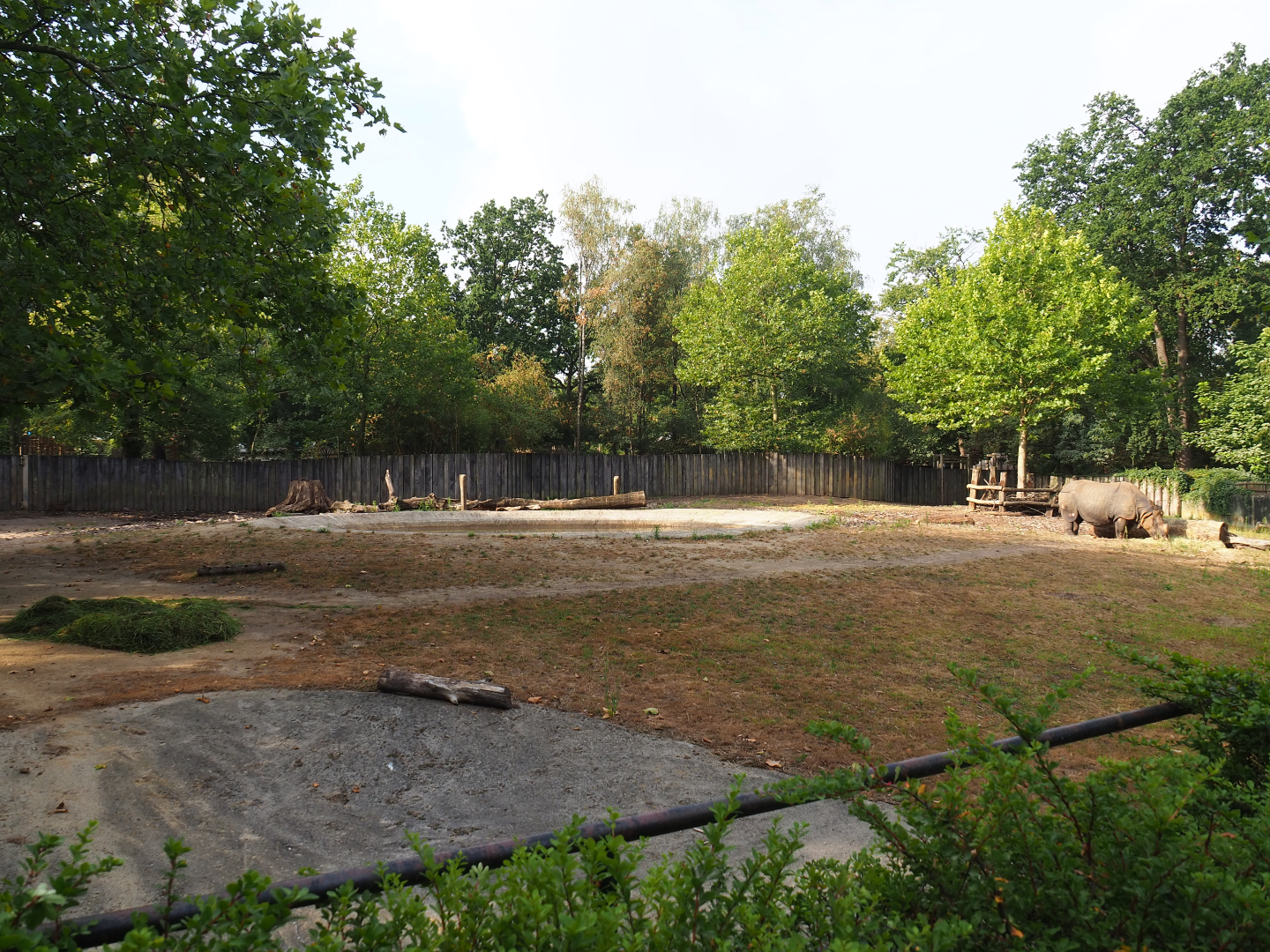Indian rhinoceros bull paddock, 2020-08-15