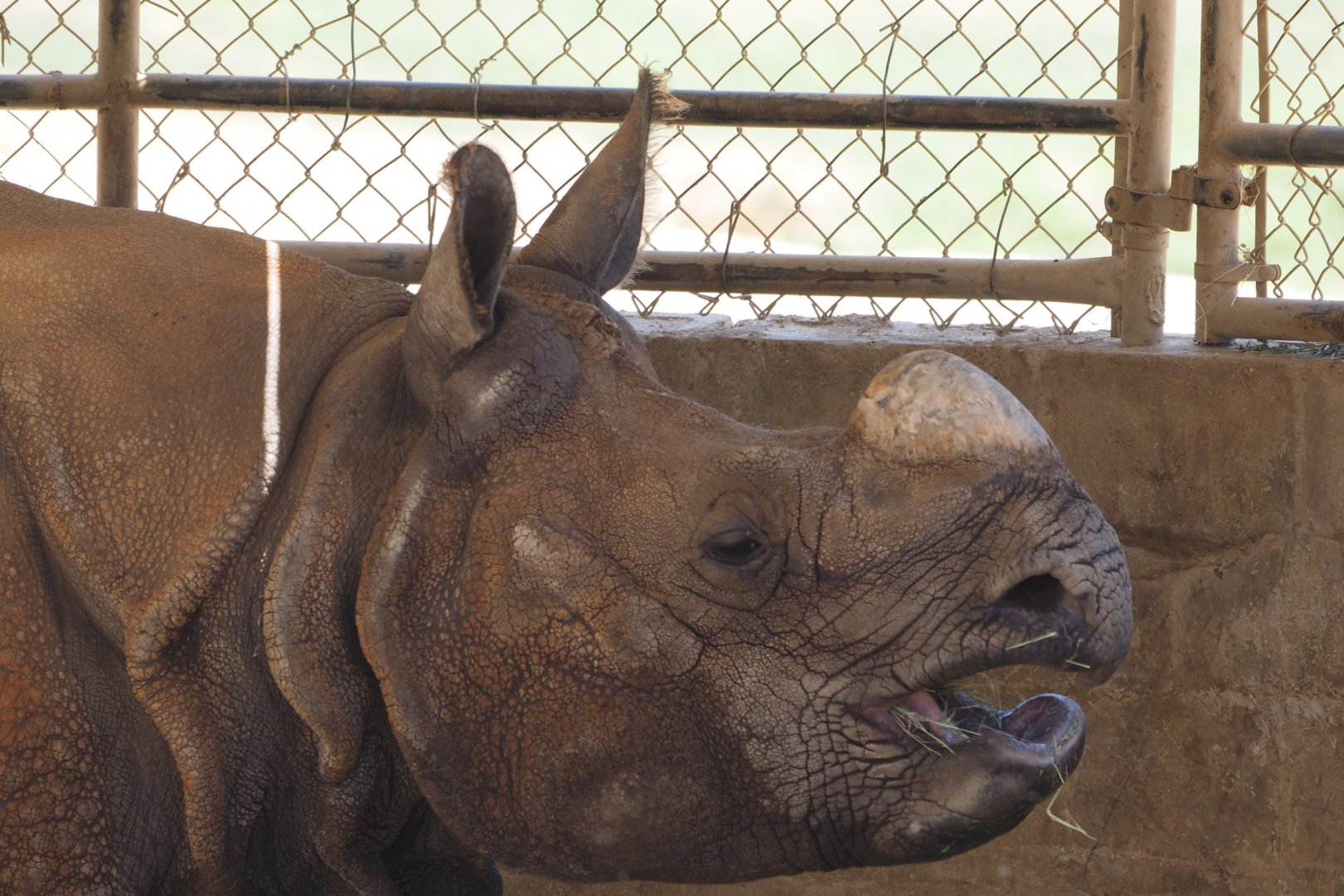 Indian rhinoceros bull