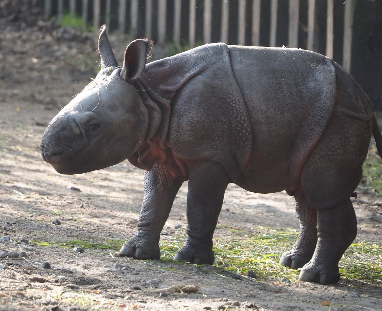 Indian rhinoceros calf Amari (Rhinoceros unicornis), 2025-08-13