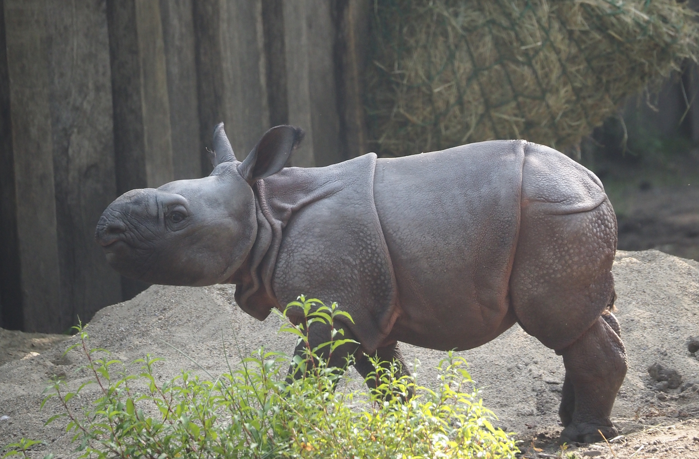 Indian rhinoceros calf Amari (Rhinoceros unicornis), 2025-08-13