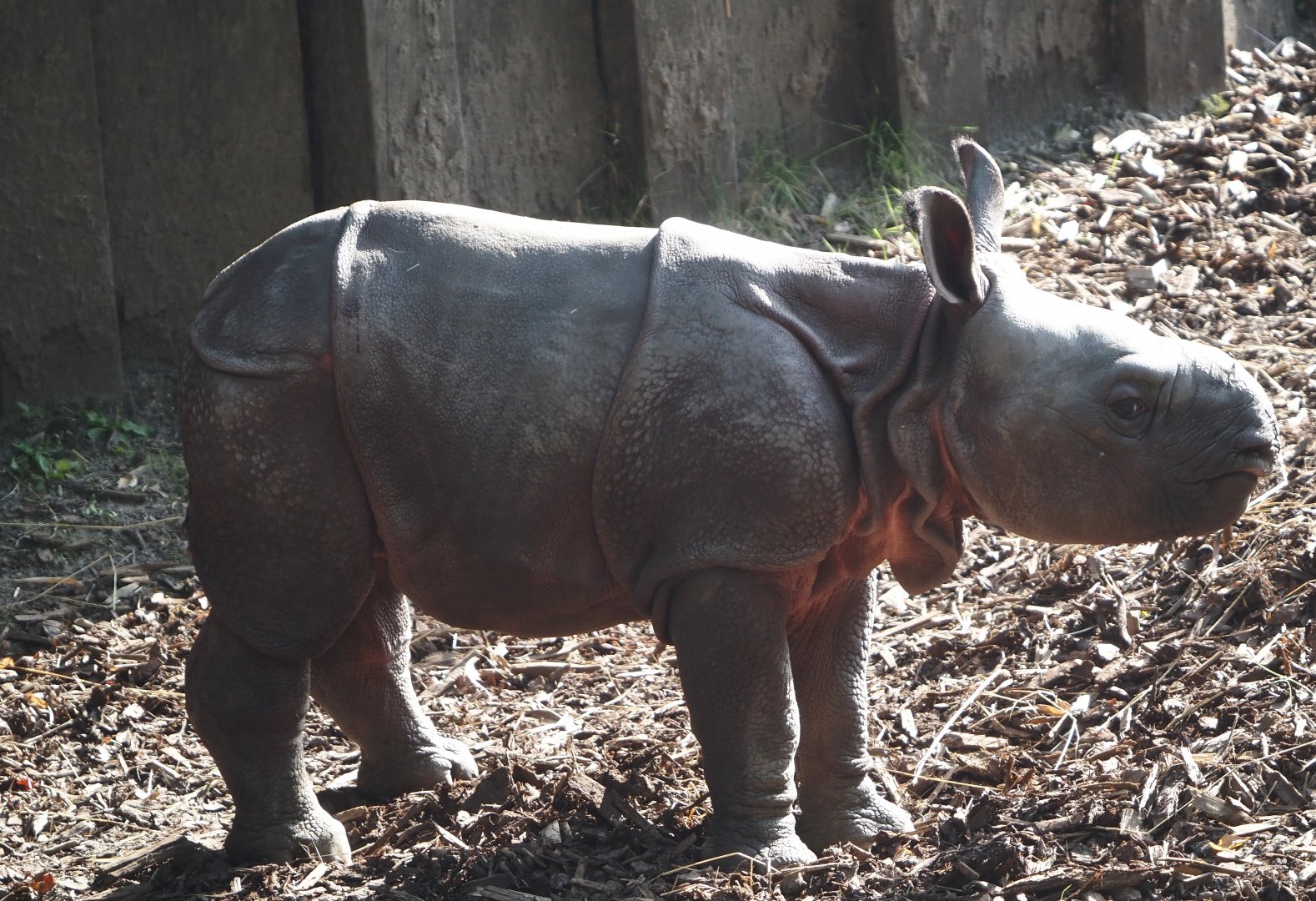 Indian rhinoceros calf Amari (Rhinoceros unicornis), 2025-08-13