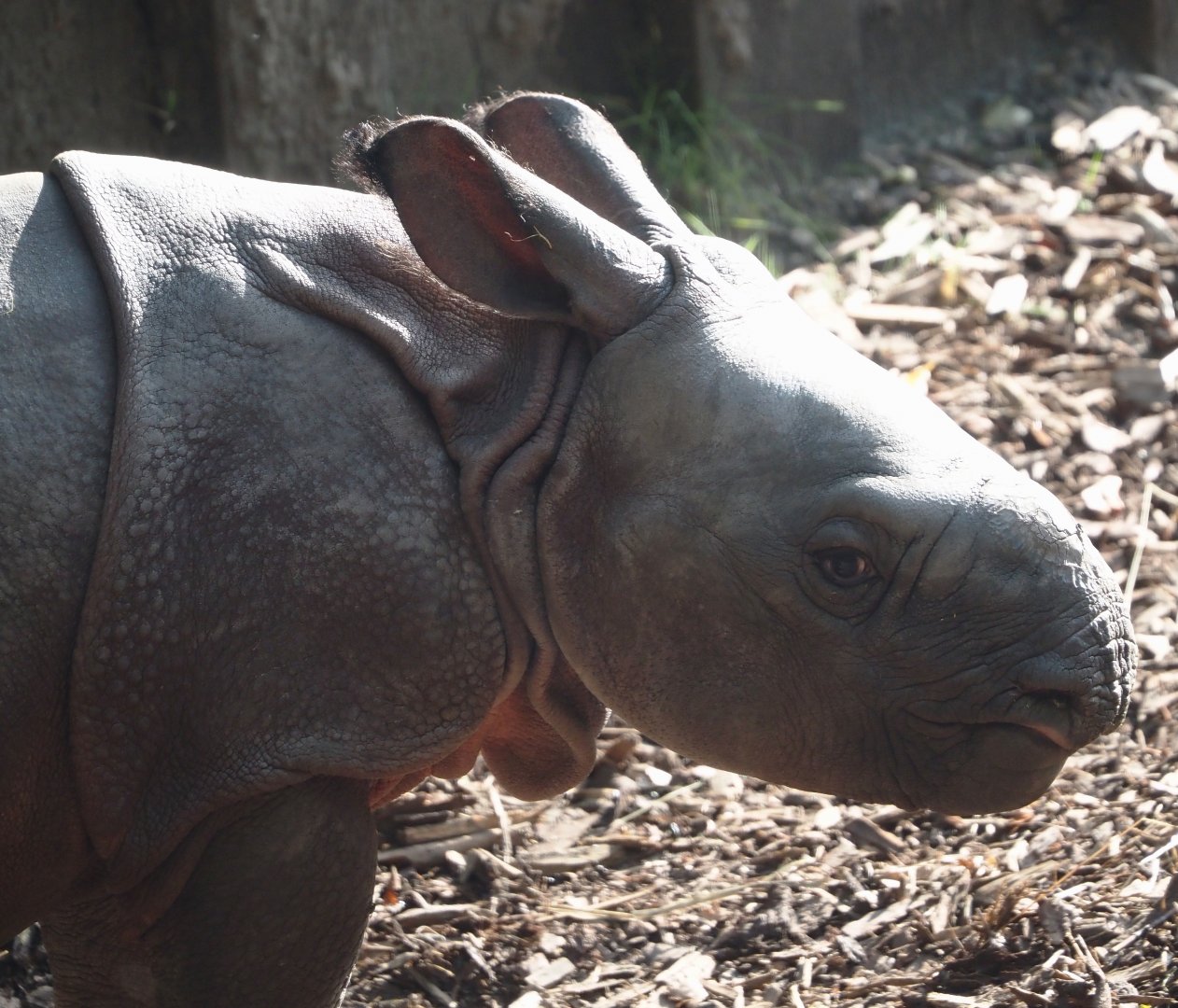 Indian rhinoceros calf Amari (Rhinoceros unicornis), 2025-08-13