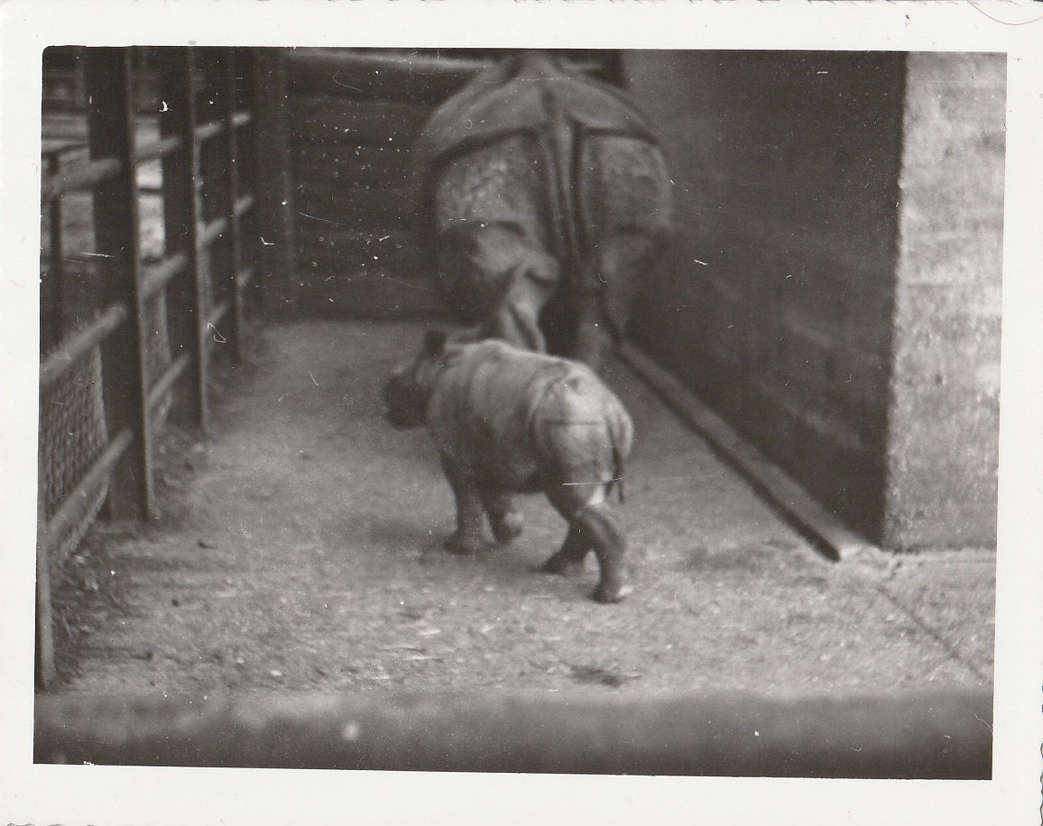 Indian Rhinoceros calf at Whipsnade Zoo - taken circa August/September 1960