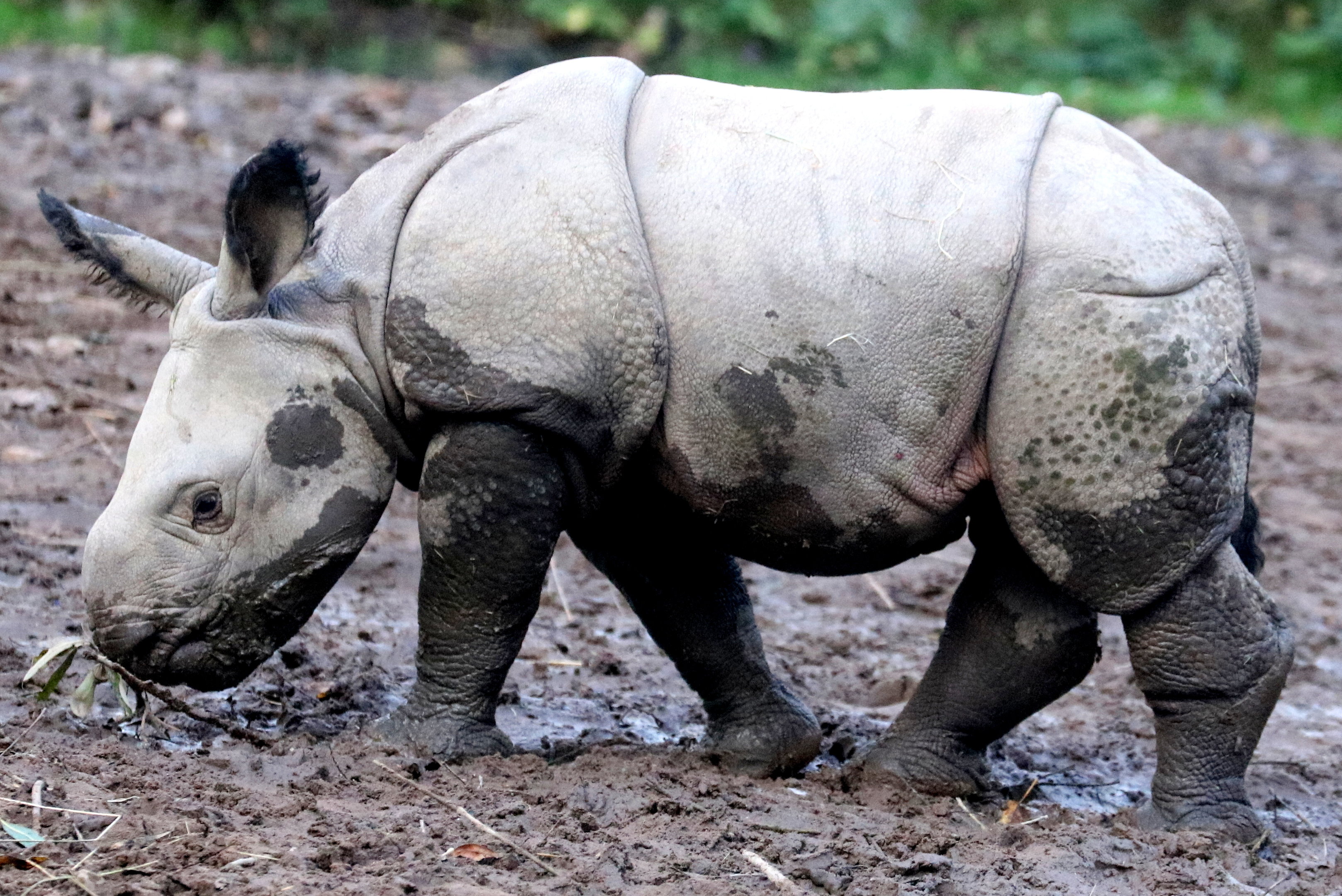 Indian rhinoceros calf; Chester Zoo; 30th October 2022