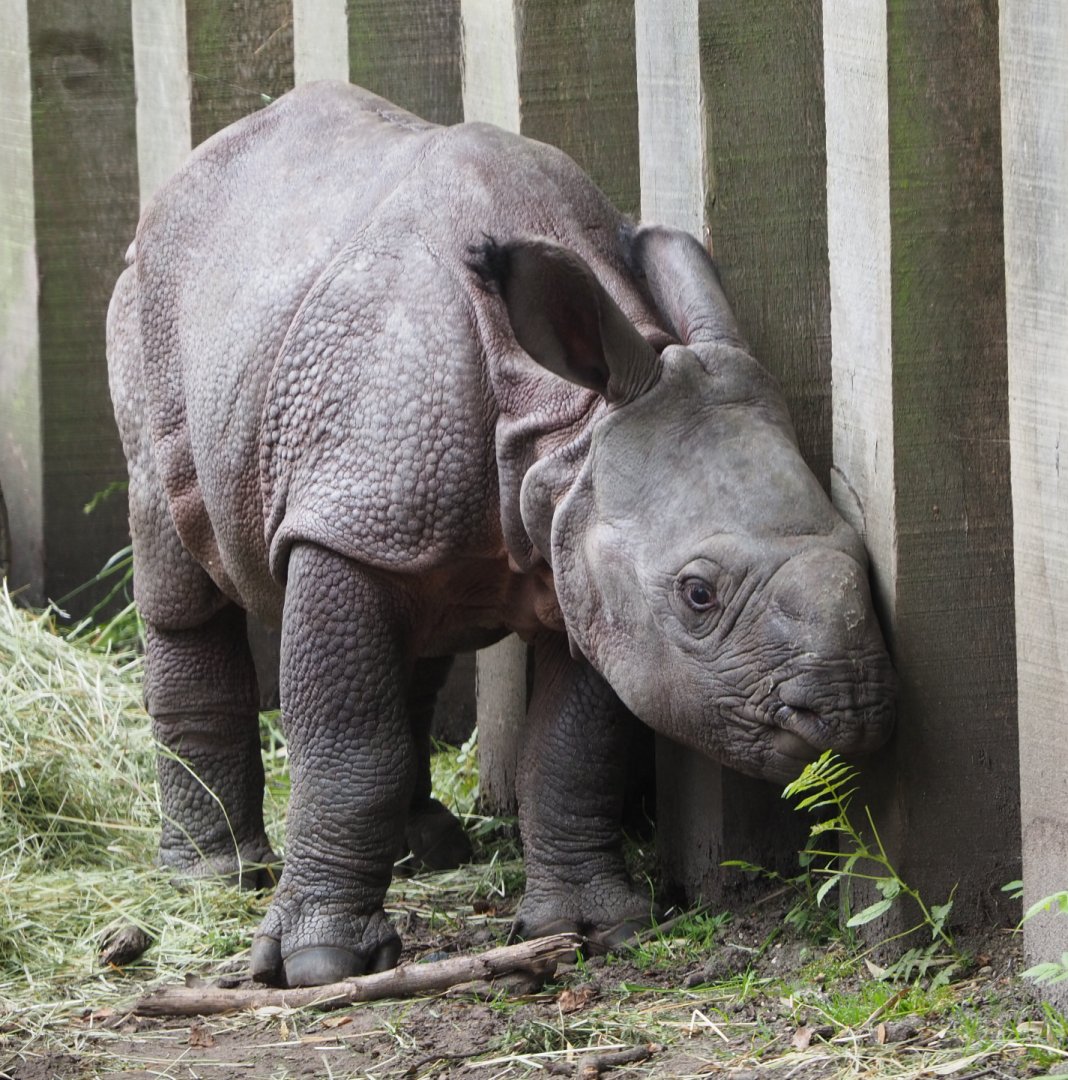 Indian rhinoceros calf Vaiana (Rhinoceros unicornis), 2020-07-14