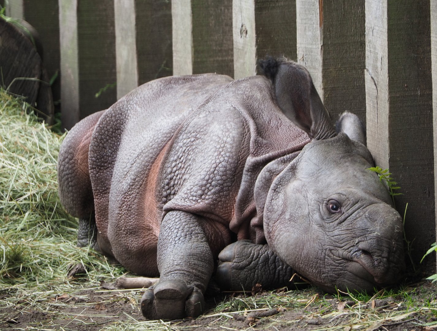 Indian rhinoceros calf Vaiana (Rhinoceros unicornis), 2020-07-14