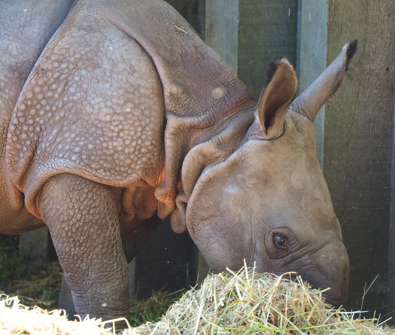 Indian rhinoceros calf Vaiana (Rhinoceros unicornis), 2020-07-21
