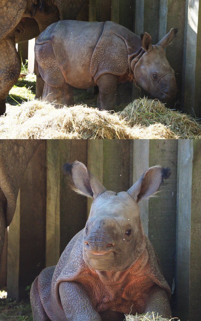 Indian rhinoceros calf Vaiana (Rhinoceros unicornis), 2020-07-21