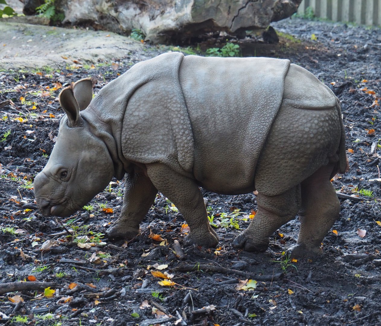 Indian rhinoceros calf Vaiana (Rhinoceros unicornis), 2020-10-10