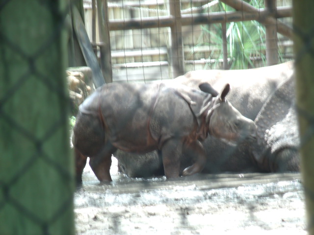 Indian Rhinoceros Calf