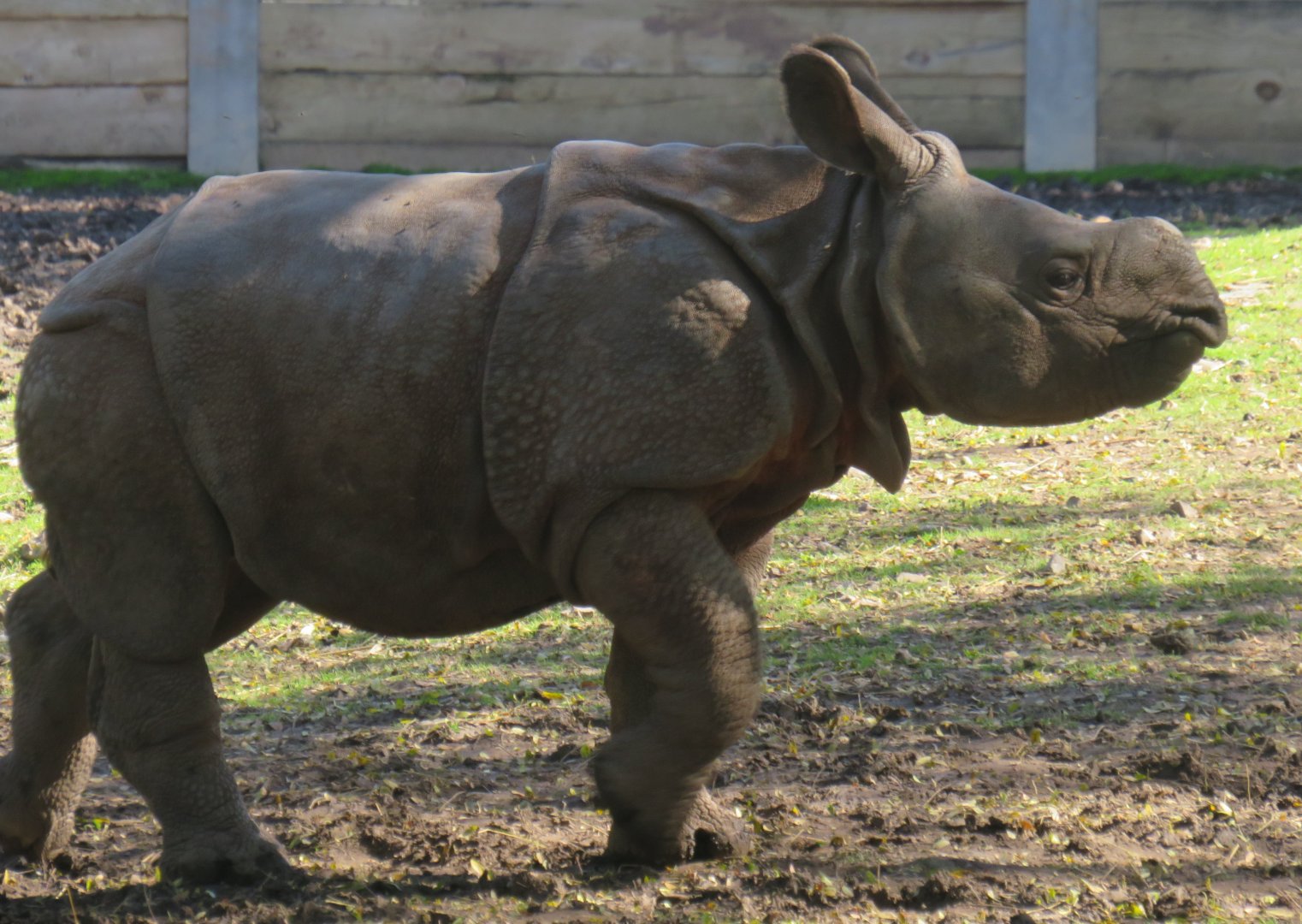 Indian rhinoceros calf