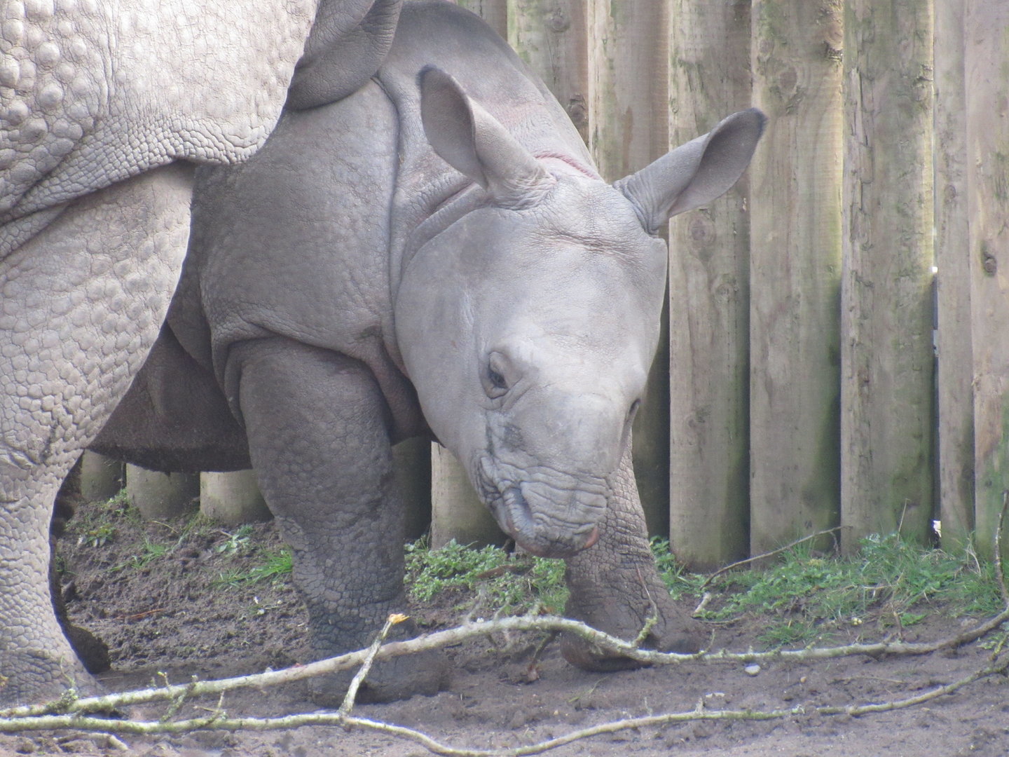 Indian Rhinoceros Calf