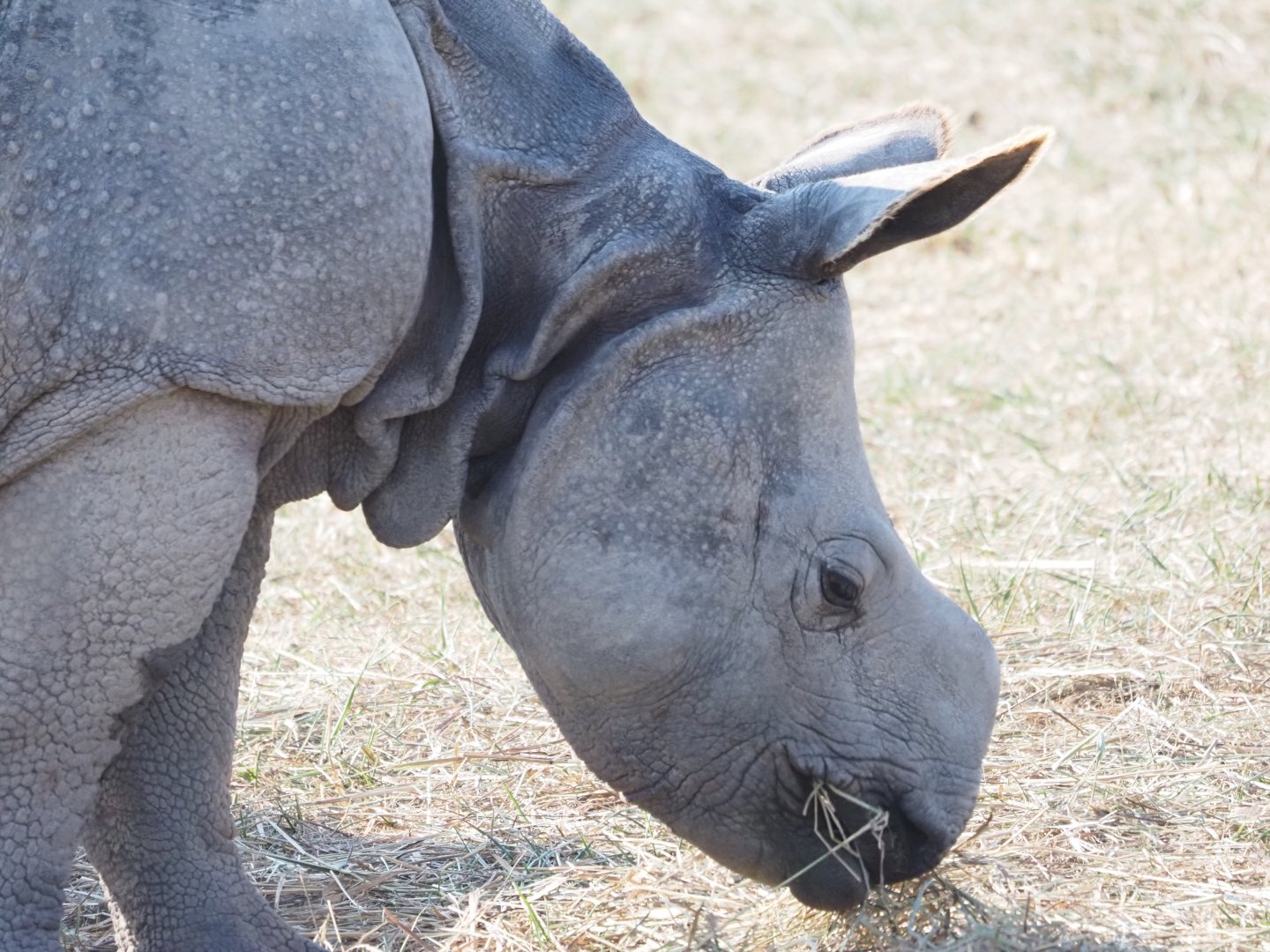 Indian Rhinoceros Calf