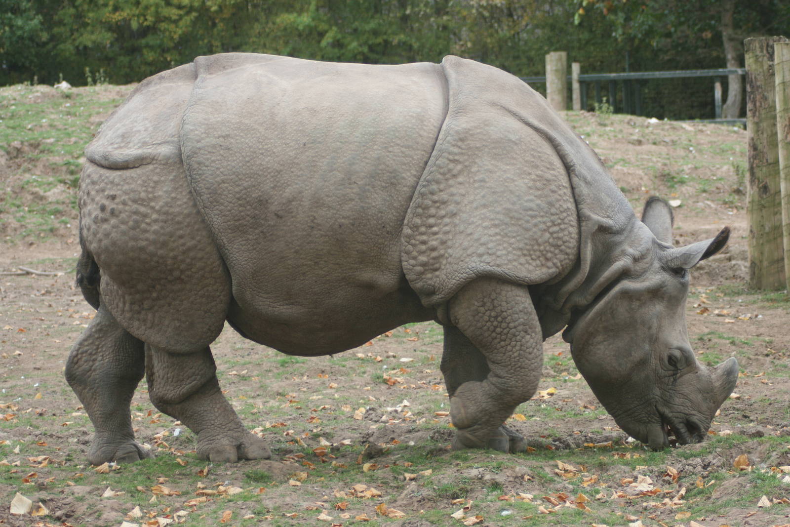 Indian rhinoceros; Chester Zoo; 2nd October 2009