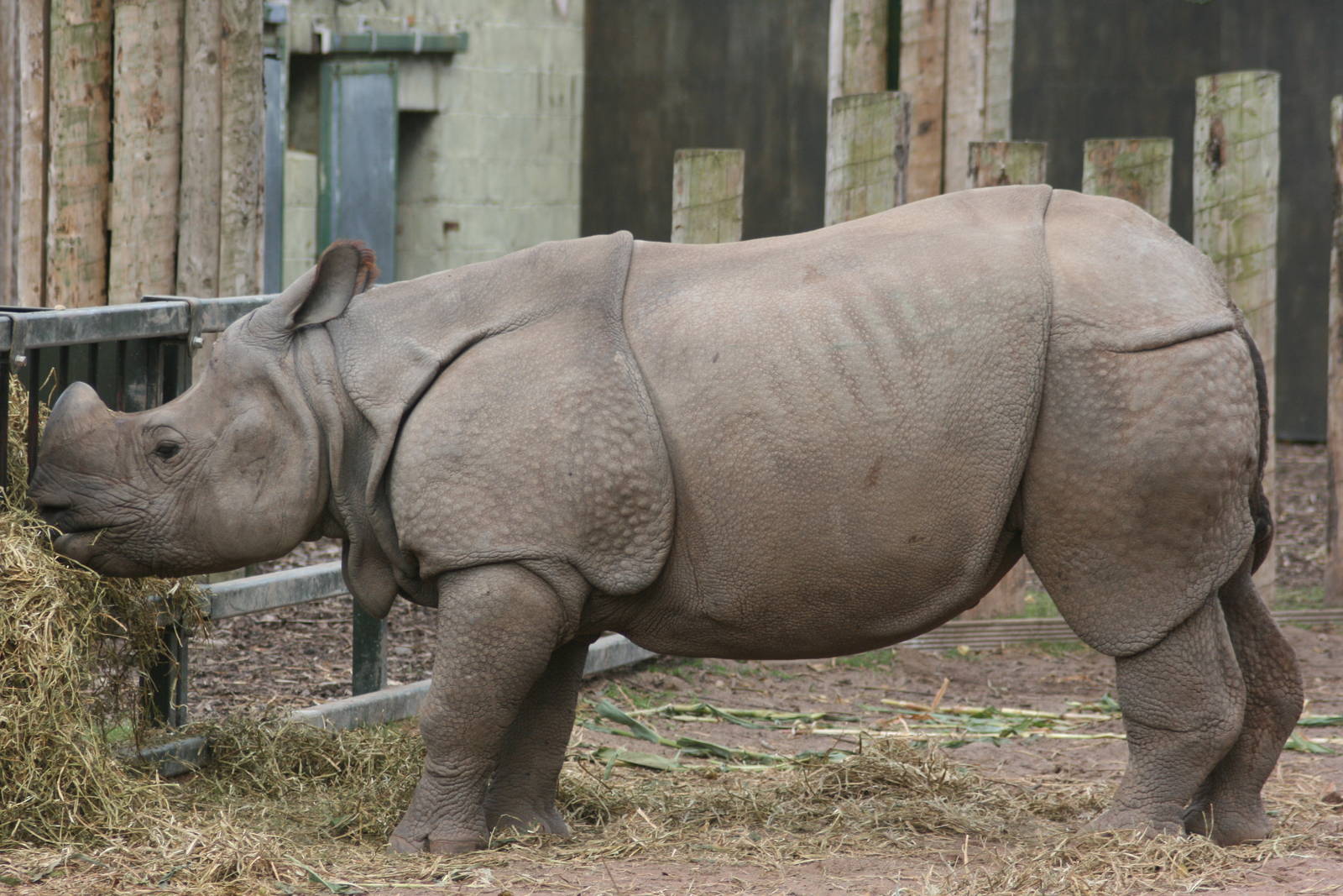 Indian rhinoceros; Chester Zoo; 2nd October 2009