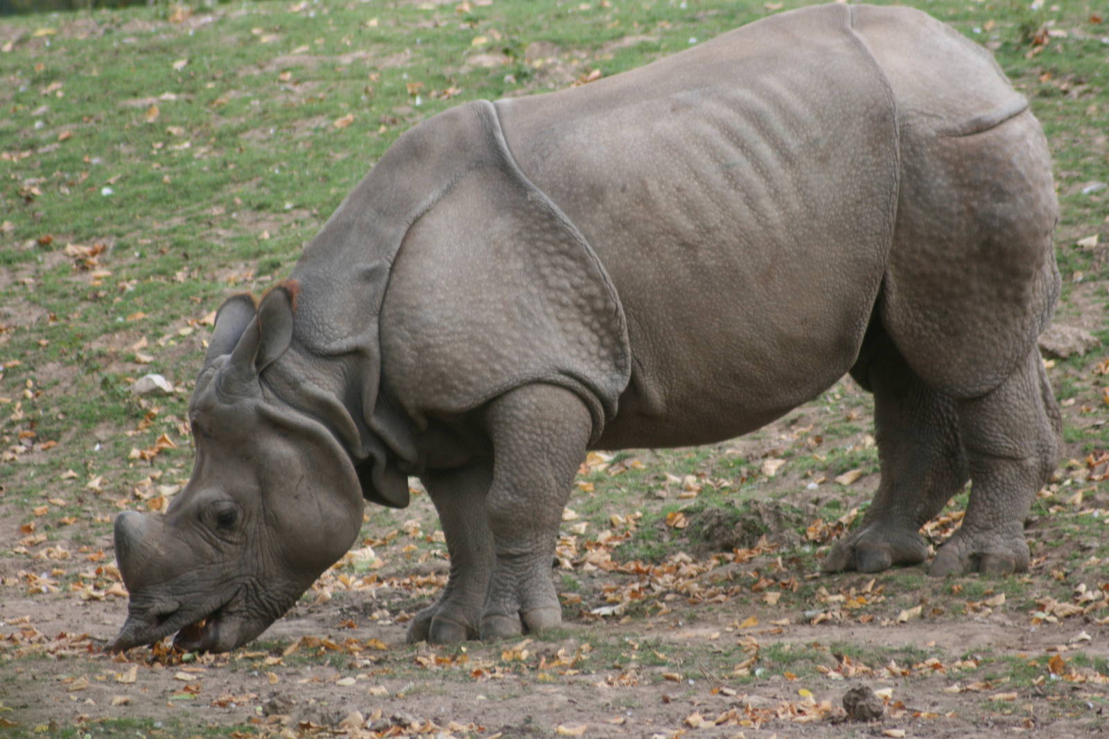 Indian rhinoceros; Chester Zoo; 3rd October 2009