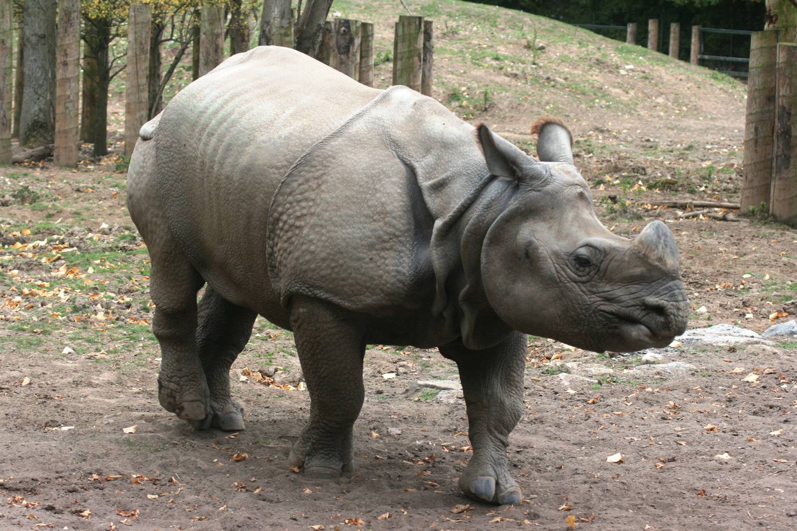 Indian rhinoceros; Chester Zoo; 3rd October 2009