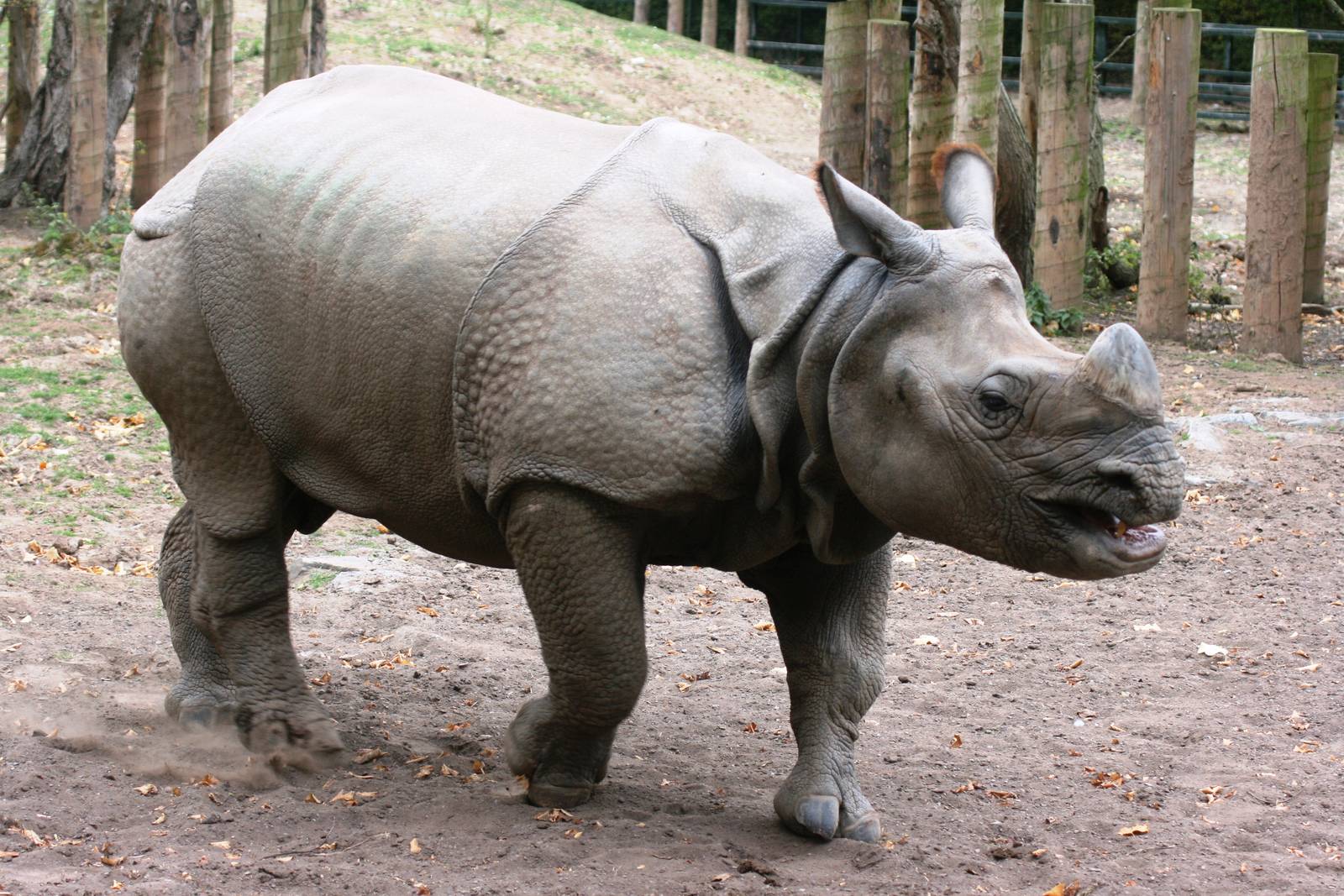 Indian rhinoceros; Chester Zoo; 3rd October 2009