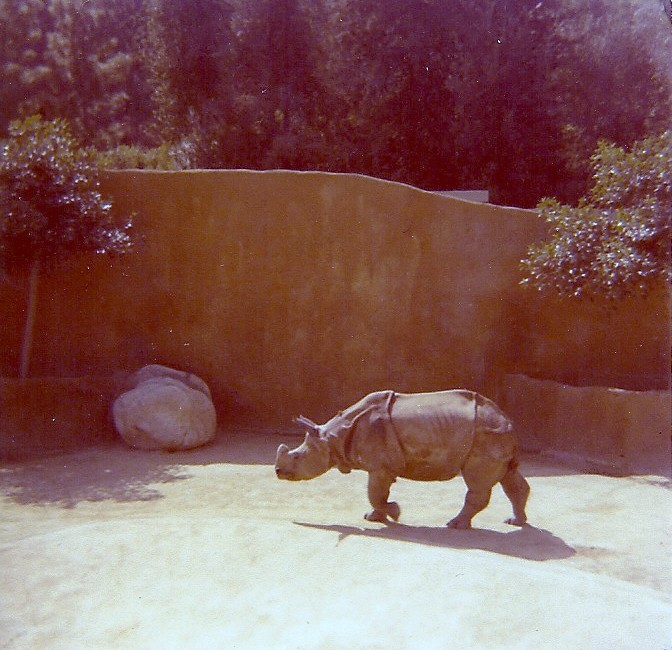 Indian Rhinoceros - Circa 1977/78