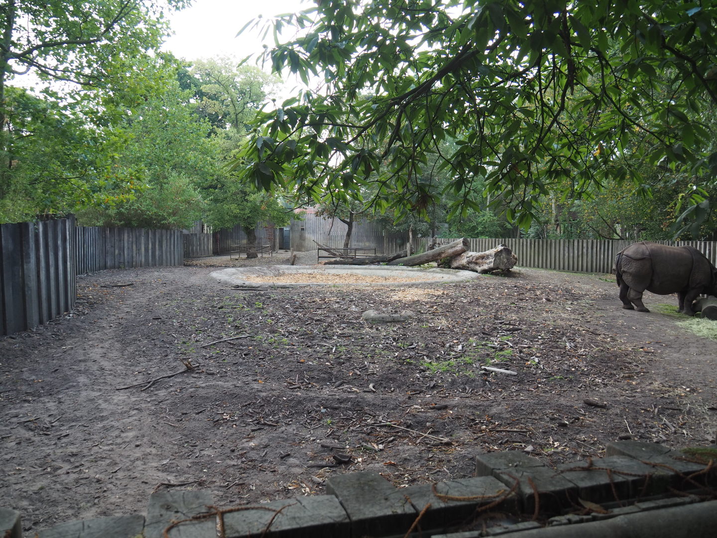 Indian rhinoceros cow and calf paddock, 2020-08-15