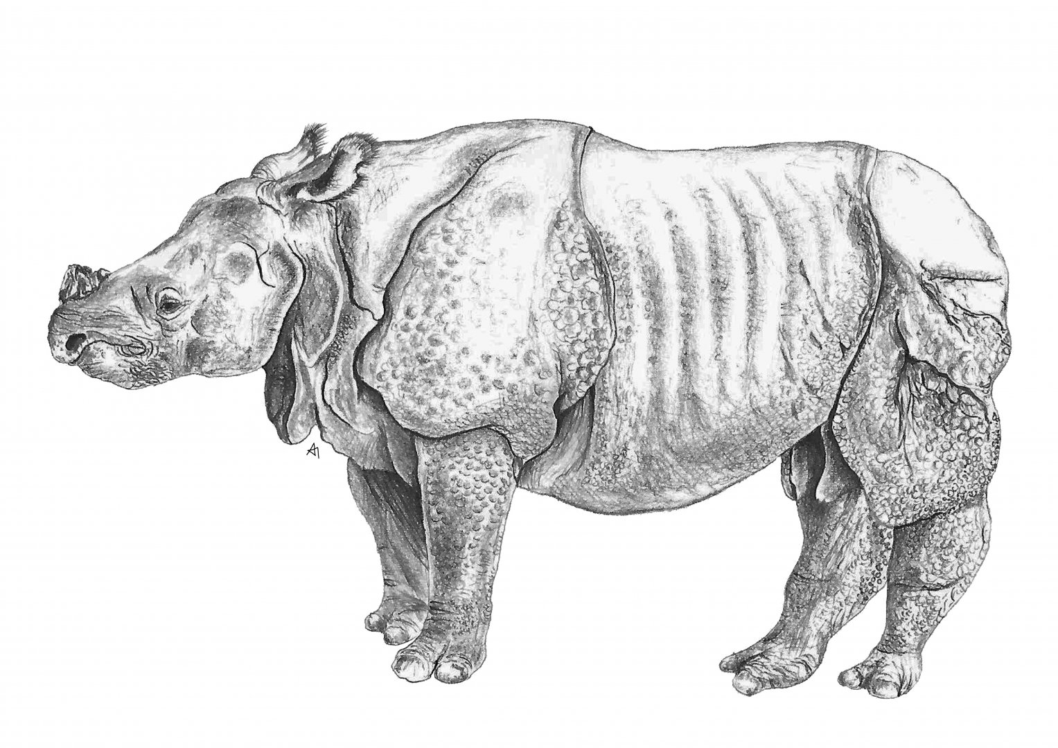 Indian Rhinoceros drawing