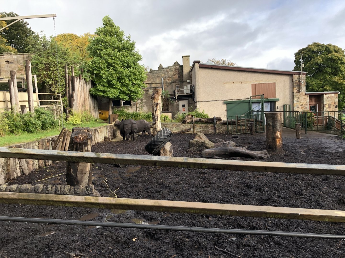 Indian Rhinoceros Enclosure at Edinburgh Zoo (2020)