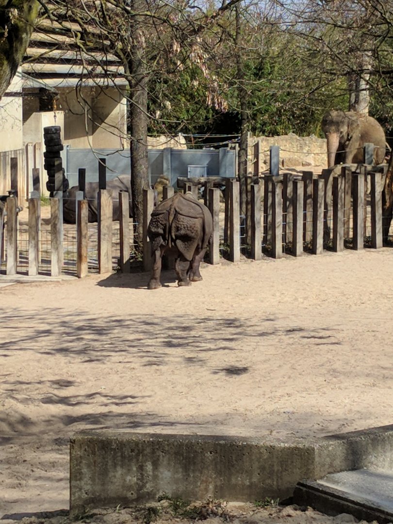 Indian Rhinoceros Enclosure