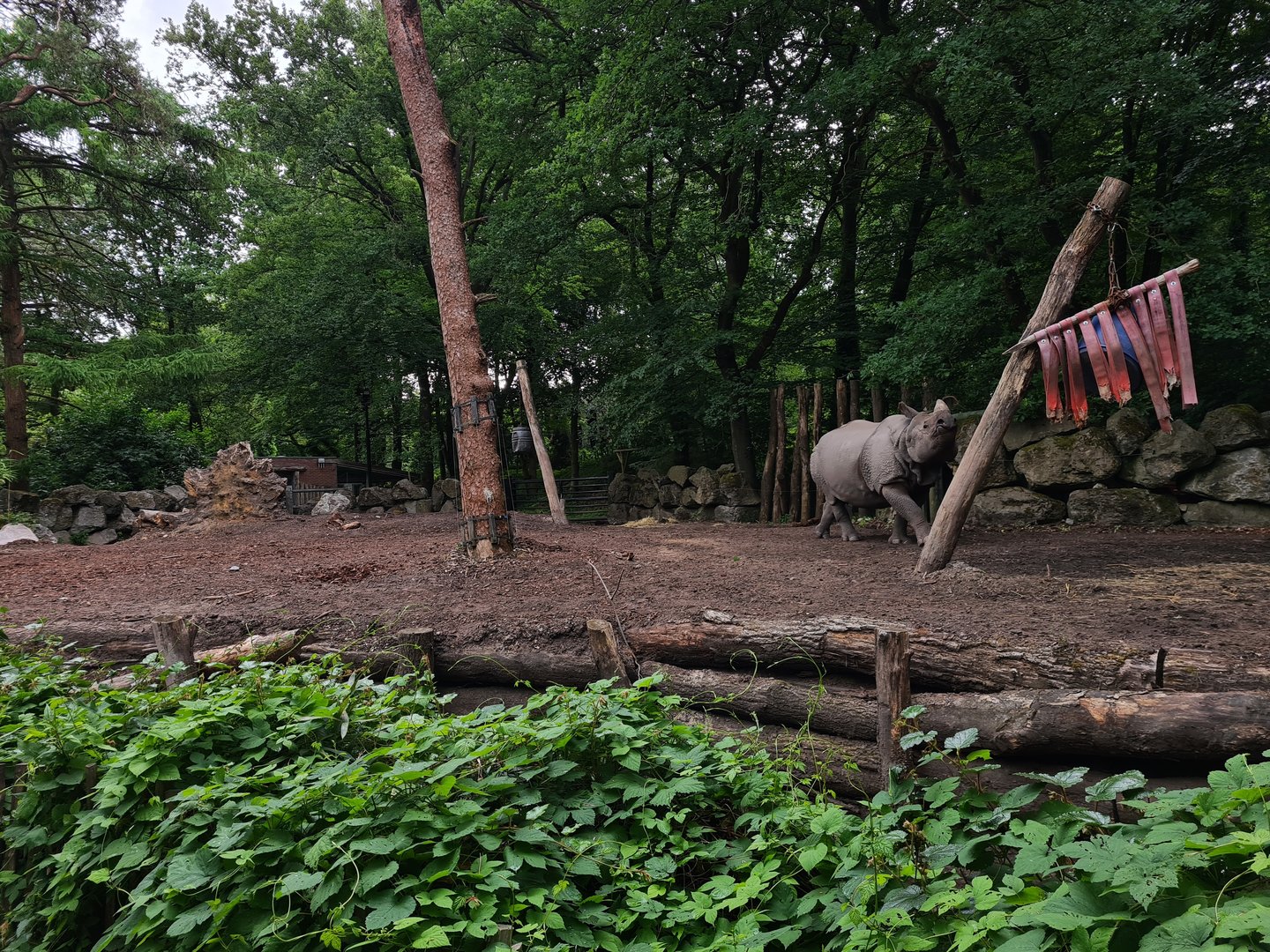 Indian Rhinoceros enclosure