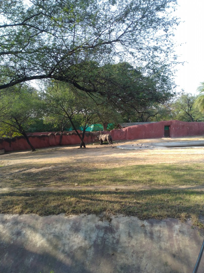 Indian rhinoceros enclosure