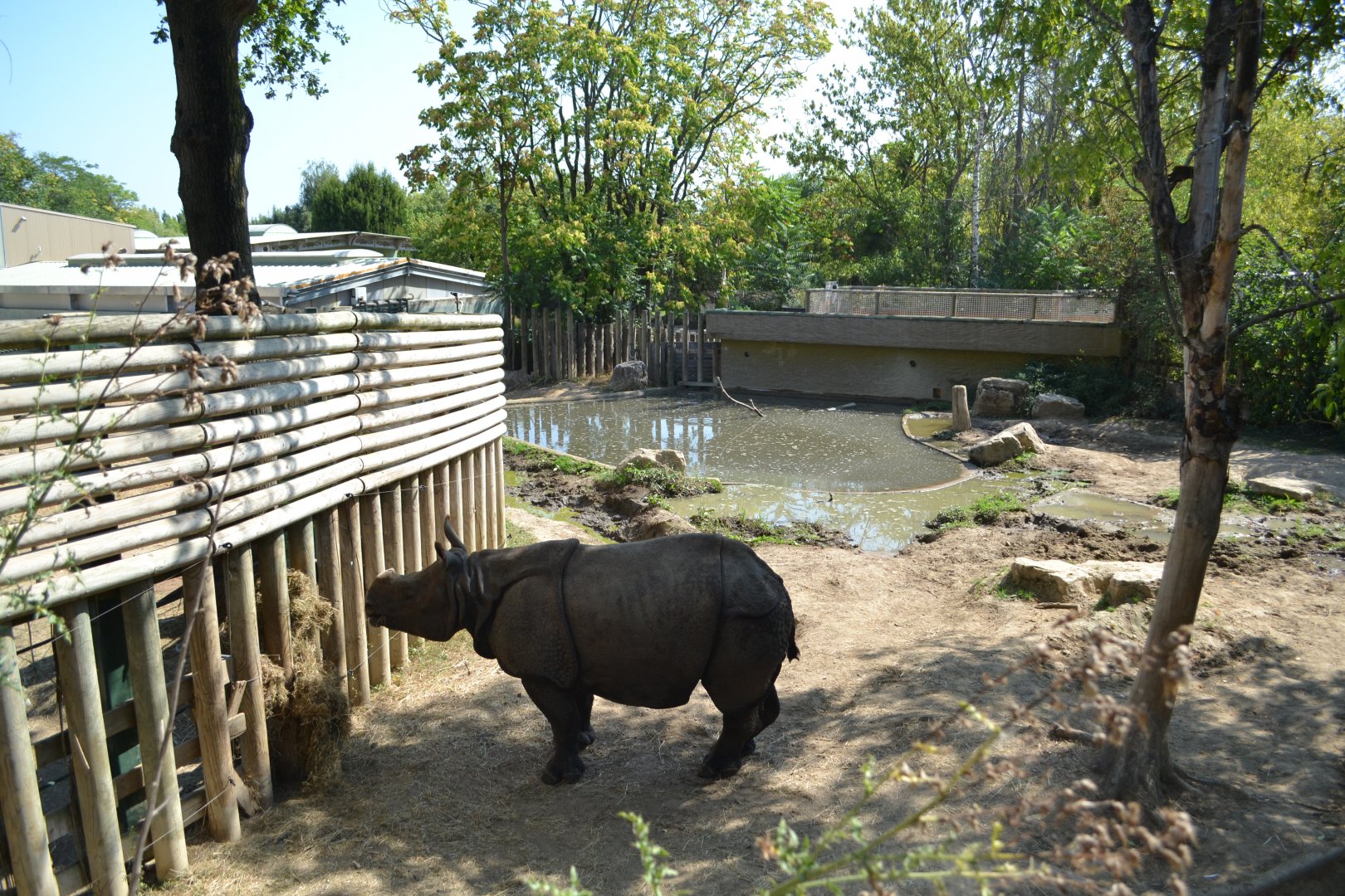 Indian rhinoceros exhibit 2018