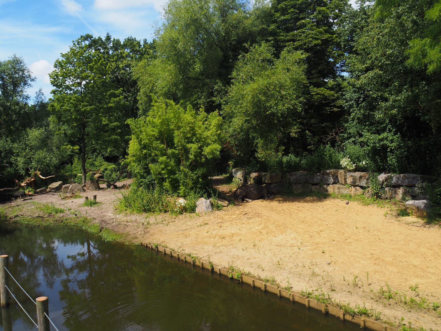 Indian rhinoceros exhibit, 2024-06-30