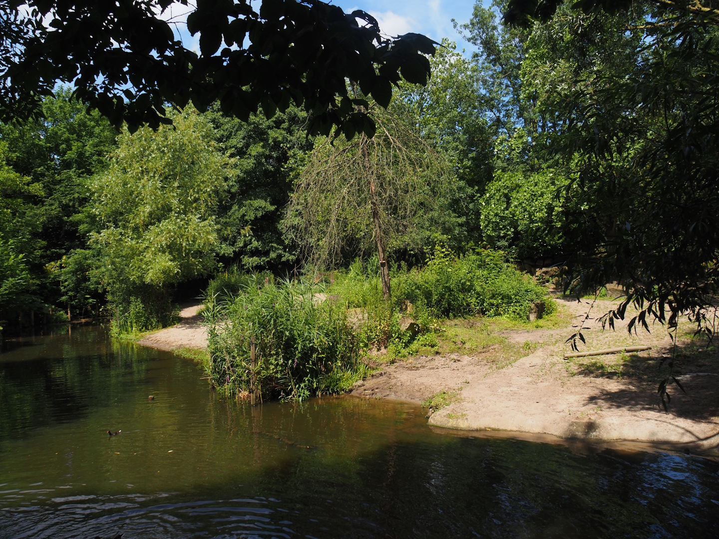 Indian rhinoceros exhibit, 2024-06-30