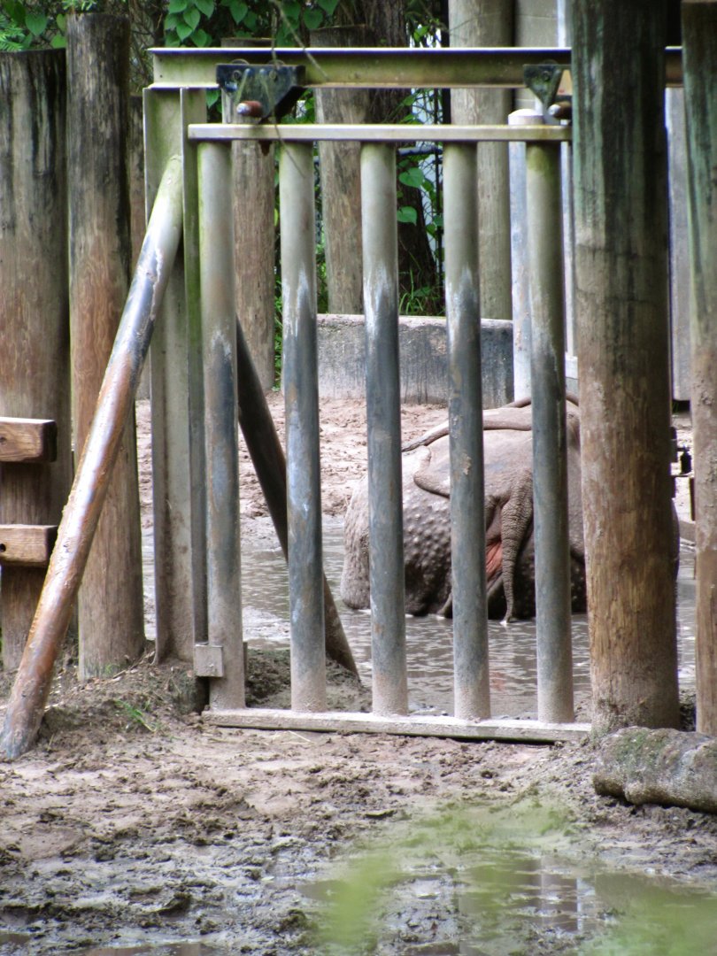 Indian Rhinoceros Exhibit Gate