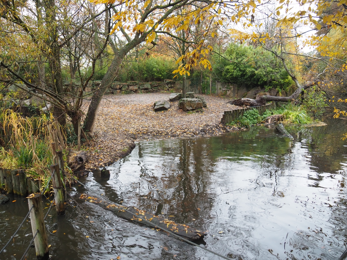 Indian rhinoceros exhibit (Nov 10th, 2018)