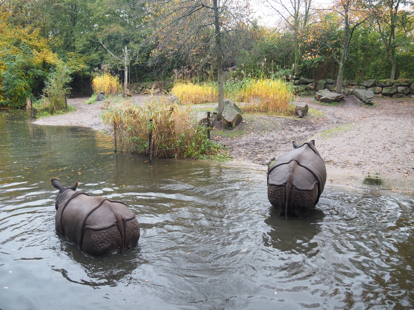 Indian rhinoceros exhibit (Nov 10th, 2018)