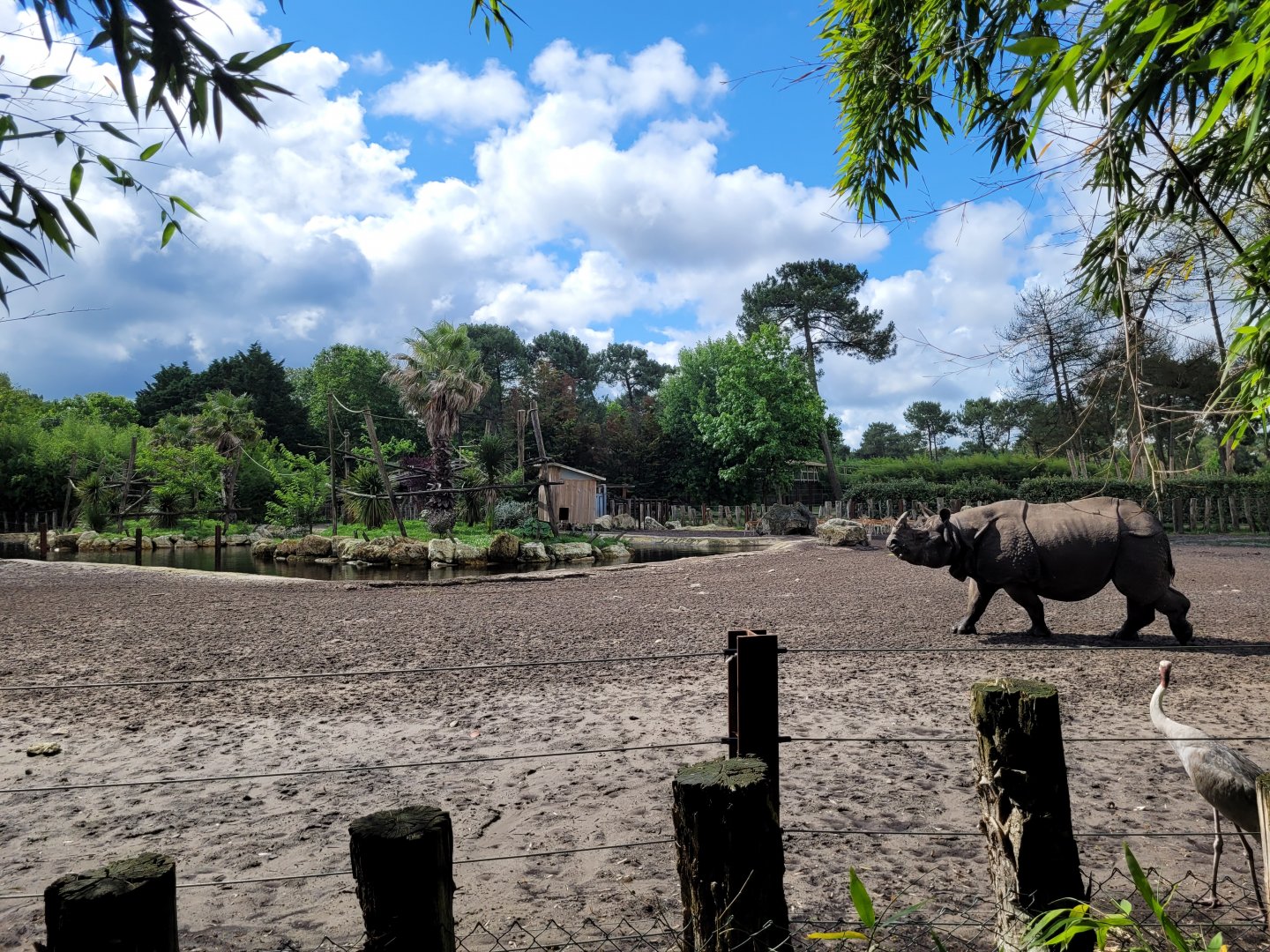 Indian rhinoceros exhibit with gibbon island in the middle of the lake -Zoo du bassin d'Arcachon (2024)