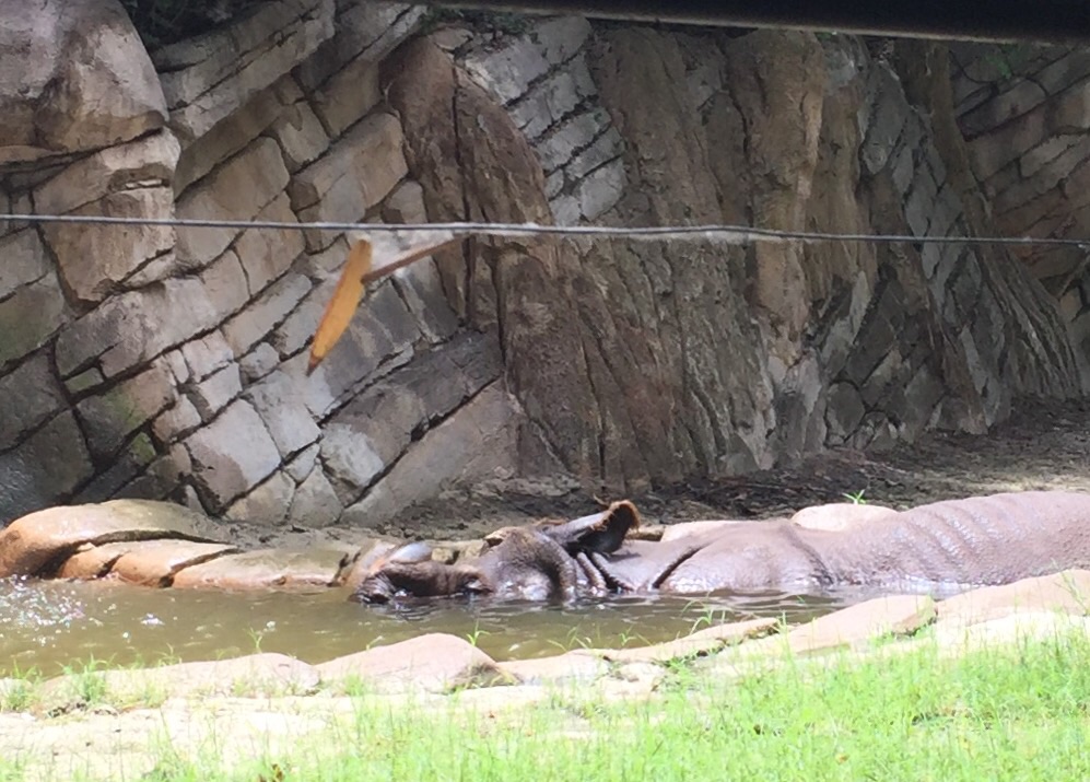 Indian Rhinoceros Exhibit