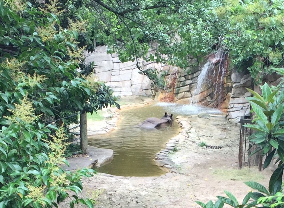 Indian Rhinoceros Exhibit